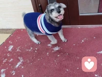 小德国佬🇩🇪玩雪玩的很开心😊配图