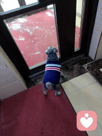 小德国佬🇩🇪玩雪玩的很开心😊配图