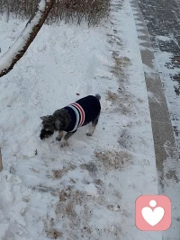 小德国佬🇩🇪玩雪玩的很开心😊配图