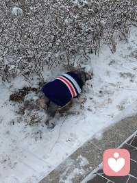 小德国佬🇩🇪玩雪玩的很开心😊配图