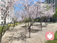 满园绿色
春季当旺
为震卦
为春季
为绿色
为走动
为舒展
所以，八字命盘木火能量弱的人
定要补充木气，多晒太阳☀
让春风拂面，感受春的生发之气
修行，就是要用心感受大自然
一年四季，春夏秋冬，寒冷交替
皆为宇宙万物之规律
也皆为道法自然🙏🙏🙏配图