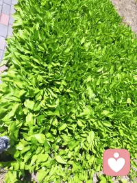 满园绿色
春季当旺
为震卦
为春季
为绿色
为走动
为舒展
所以，八字命盘木火能量弱的人
定要补充木气，多晒太阳☀
让春风拂面，感受春的生发之气
修行，就是要用心感受大自然
一年四季，春夏秋冬，寒冷交替
皆为宇宙万物之规律
也皆为道法自然🙏🙏🙏配图