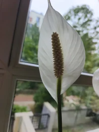 [愛心]心要像傘一樣，撐得起收得住，心態永遠是你最好的風水，望可望之事，待可待之人。配圖