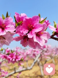 [太陽][太陽]
山高自有客行路，
水深自有渡船人。配圖