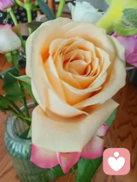 皮囊不一定完美，
但是靈魂一定要高貴。
溫柔的一半是知識，
另一半則是撐得起你風骨的涵養，
在自己的世界里獨善其身，
在別人的世界里順其自然，
時間終將教會我們洗盡鉛華，回歸本我。配圖