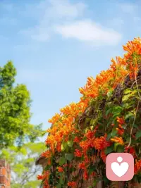 [太陽(yáng)]首先你要快樂(lè)，其次都是其次。配圖