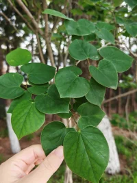 凡是你抗拒的，
必是你匱乏的，
因為那是你不完整的部分，
你需要把那個部分接納過來，讓自己變得完整。
抗拒和討厭的過程，
就是你學習的過程，
當你試著接納對抗的特質，
變成你的特質的時候，
你就變得完整了[玫瑰][玫瑰]配圖