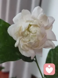 受傷的他即便到了一個安全的環境，也會像一條魚在新的魚缸里反復拍打，讓魚缸感到很痛，但魚缸沒有被擊碎，也沒有回擊，最后他終于安靜了下來。
這就是療愈的過程！