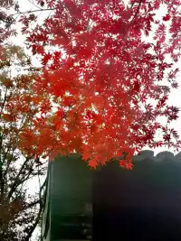 “海鷗不眷戀大海的話可以飛得
更高.”配圖