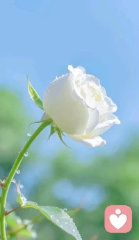 【愛不是傷害，在乎不是輕視，真正珍惜你的人，會小心翼翼地護(hù)住你的閃光，別為不懂尊重的人浪費力氣，離開，是最好的尊嚴(yán)。成年人的體面：是不揭穿，不撕破，溫柔堅定地，把自己留在清爽的人群里。配圖