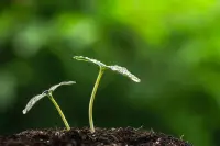 你靈魂里有生命的力量，探尋那生命吧
你身體的礦山里有寶石，探尋那礦山吧
哦旅者，你若在找它
不要往外看，要往自己里面看，然后尋到

       ———魯米配圖