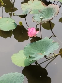 越執著越陷入，越執著越失去，困在局中的人要覺知是很困難的。不若張開慧眼，方能走出桎梏。猶如蓮花不照水，猶如日月不住空。配圖