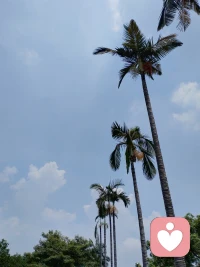 十天干里最有靈性的莫過于丁火和癸水了。年末開始，低沉了好幾年的丁火開始時轉運來了。乙巳將是個很得力的年份。配圖