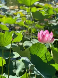 [咖啡]日簽心語:
做個溫暖的人
有自己的喜好和原則
不急功近利浮夸輕薄
忍辱不驚淡定安逸[害羞]配圖