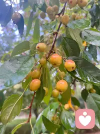 ?????????? 
??? Good morning
￣￣￣￣￣￣￣￣￣￣￣￣
和夏天告別
與秋天相擁
九月是最美好的季節(jié)[慶祝]

秋天的畫卷正緩緩展開
每一筆都是自然的饋贈
愿我們的努力
在這個秋天開花結(jié)果

一切順利的九月
我們來啦???♀????♀????♀?配圖