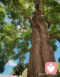 多留些時(shí)間感受我們的內(nèi)心，如是否從容平靜，與內(nèi)在能量連接，多些平和從容有利于整體性。
      
[愛心]自己是世界上最重要的人，多感受自己的內(nèi)心，便能與內(nèi)在能量連接。配圖