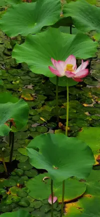 今天的天空特別藍，
陽光暖暖的，
就像心情一樣，
明亮又舒服。
記得給自己一個微笑。配圖