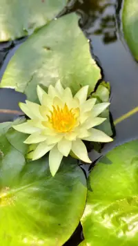 内耗本质上不是情绪问题，是鸟无巢可归，鱼离水而涸，树断根而枯，舟失舵而旋；是灵魂寄居于非己之形，意志困缚于逆性之途，时间消磨于无主之地。