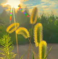 村上春树说，我动了离开你的念头，不是因为你不好，也不是因为不再爱你，只是你对我的态度，让我觉得你的世界并不缺我，内心期待的东西一点点落空，慢慢就不想要了，虽然会舍不得，但我满心欢喜也该告一段落了。配图