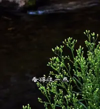 一定要把你在意的東西看得淡一點(diǎn)，再淡一點(diǎn)，有些事情有些人，只要你不那么在乎了，它就不會(huì)傷害到你。配圖