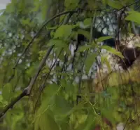 這個世界的真相是無愛無恨，如果想愛，就活成愛本身先愛自己，愛其他，愛就愛了，愛了就放下，別期待其他！配圖