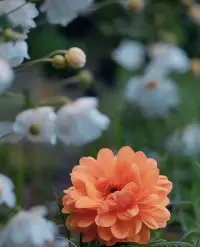 踏實的感覺大概就是，因為你在，我不再招搖，因為我在，你不再動搖，最后我成為你的唯一，你成為我的全部。配圖