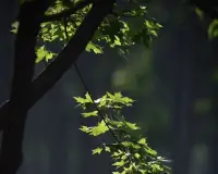 權衡利弊的人他們其實沒有愛人的能力，沒有心，都是頭腦，這種人會一直死循環，之后再找他認為更好的那個，但是往往什么也得不到配圖