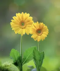 爺叔說:珍惜你的低谷，你會看到很多真相，時間能渡的都是愿意自渡的人，沒有誰的人生一帆風順，低谷期的苦難就是為了積蓄力量，哪怕是裂縫里透出的光，也要牢牢抓住，然后生出向陽而生的勇氣!配圖