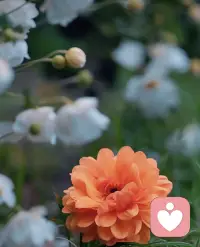 既然在一段感情里已經失去了信任 ，那就放手 ，沒必要再堅守著 ，不要試圖挑戰人性 ，不要妄圖改變他 ，不要對他抱有期待 ，就這樣安靜的脫離 ，你自有一片天空和森林。配圖