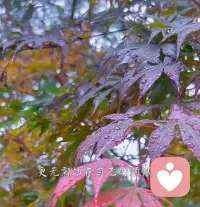 所以能在一起的，一般都有一個(gè)人珍惜讓著著對(duì)方。而這個(gè)讓著對(duì)方的人一般都經(jīng)歷過幾次失敗的感情才學(xué)會(huì)怎么去好好愛一個(gè)人配圖