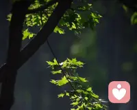 很多時候，人都需要辯證地看待一些問題，也不要過度追求完美。不要對人生設限，不要過度思慮，如果你想做一件事，現在就去做，如果你擔心做不出一件事，就先懶散的干，嘗試地去做它，不要害怕。配圖
