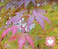 要記住，花自向陽開，人終往前走。你不要站在霧里，去執(zhí)著那些沒有意義的人和事。永遠(yuǎn)不要覺得尷尬和丟臉，做喜歡的你自己，才能活出真正的自我。因?yàn)椋赂业娜讼认硎苁澜纭Ｅ鋱D