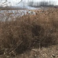 饺子能成功是因为实力＋专注＋家庭支撑，没这3样，就没有今天的成就了，努力还是需要的配图
