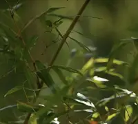 有的时候离婚不是真正的放下，婚姻除了爱还有责任。爱没了责任还在，只是把自己的心小心的拿出来，温柔的擦拭好。再把它小心地放回去，温柔的呵护好。婚姻不是人生的全部，它只是一部分。没有的话就好好工作好好生活。配图