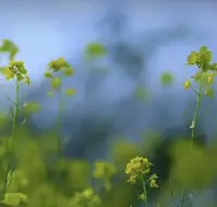 不必事事求全，不必處處爭先
允許自己有瑕疵
人生的答卷不需要滿分配圖