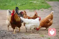 在鸡群里，真正频繁发生交配行为的，永远是那一小撮。
剩下的大多数，要么兴趣不大，要么有别的事情更重要。
有人忙着打架，有人忙着巩固地位，有人干脆选择旁观。