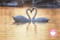 看起来成双入对的天鹅，其实出轨率非常非常高。配图