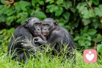 倭黑猩猩把亲密行为当成社交工具，用来缓和紧张、修复关系、建立联盟。
在它们的社会里，性并不神秘，也不稀缺，而是日常互动的一部分。配图