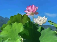 流逝的歲月里，好好活著，其實很難，需要學會珍惜，還要學會放棄；簡單幸福的活著，其實更難，需要一種思想，一個心境，一個自我，做自己喜歡的事是自由，喜歡自己做的事是幸福，所有的一切都要自己去選擇。配圖