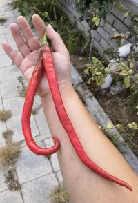 辣不辣？配圖
