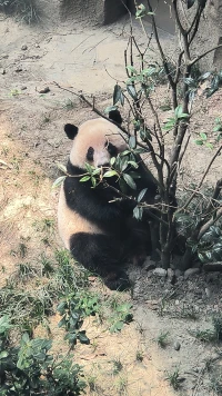 在孩子7--14歲的時間，少使用指令、控制、標準化。因為生長周期變了，這個時期是生長周期的危險期，會引起孩子的防御機制。現在的教育體制是篩選，不是在培養，在焦慮的時代做不焦慮的自己，過不焦慮的人生。配圖
