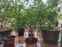 做與不做，選擇去做，時間會給你留下做的成果。就像這顆辣椒樹一樣，你選擇種下它，他就會給你帶來你想要的成果和風景。配圖