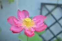 幸福說：當(dāng)你饑餓時(shí)有飯可吃，口渴時(shí)有水可飲，疲倦時(shí)有床可憩，勞累時(shí)有家可歸，這便是幸福。配圖