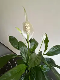 萬物皆可學，學但求于本。
萬事皆可通，通不求于形。配圖