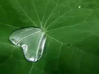一樣的耳朵，不一樣的聽(tīng)法;一樣的嘴巴，不一樣的說(shuō)法。一樣的心，不一樣的想法;一樣的人，不一樣的活法。所以，朋友不比美丑，心態(tài)平衡就好;車(chē)子不比有無(wú)，一路平安就好;吃穿不比貴賤，身體健康就好;日子不比貧富，活得開(kāi)心就好;做事不比圓滑，問(wèn)心無(wú)愧就好。配圖