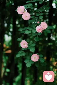 你若高貴，一切頂配，世間萬(wàn)物，皆是匹配而來(lái)。
不管跟誰(shuí)在一起。都是當(dāng)時(shí)的境界和認(rèn)知決定的，當(dāng)你心中充滿開(kāi)心快樂(lè)，幸福喜悅，美好健康，你一定會(huì)越來(lái)越好，你內(nèi)在是怎樣的，看到的世界就是怎樣，無(wú)論發(fā)生什么都要堅(jiān)信，未來(lái)可期，凡事發(fā)生皆有利于我。配圖