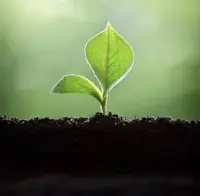 深耕自己，既要放平心態，也要下苦功夫。如果總是想要快速成功，對許多事情淺嘗輒止，不斷地變換賽道，到最后很可能一事無成。配圖