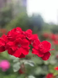 讨厌的人，是未愈的伤口：
你讨厌的人身上，
总有一个你不敢面对的自己。
你厌恶的强势，
那是你不敢拥有的力量。
你受不了的自私，
恰恰是你不敢承认的需求。
他人不过是面镜子，
照见我们拒绝承认的阴影。
厌恶是警报，提醒你，
这里还有伤，需要疗愈。