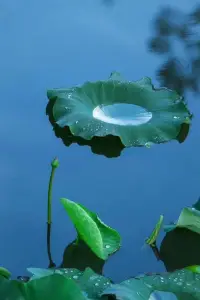 人生总是有起有落，有高光时刻，就有低谷时分。可是，无论如何也别气馁，别让航船跌落了风帆，丧失了斗志。因为失败中往往蕴藏着成功的机遇，包裹着通往胜利的密码。配图