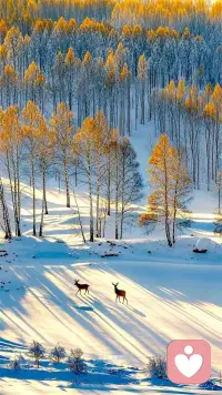 你相信的，會慢慢成真——聊聊羅森塔爾效應(yīng)
 
不知道你有沒有發(fā)現(xiàn)，身邊總有些“越夸越優(yōu)秀”的情況？這背后藏著一個有趣的心理學(xué)現(xiàn)象——羅森塔爾效應(yīng)。它又被稱為皮格馬利翁效應(yīng)，核心是：他人（尤其是老師、領(lǐng)導(dǎo)這類權(quán)威者）的積極期待與暗示，會悄悄影響個體的行為，讓TA不自覺朝著期待的方向發(fā)展。
 
最經(jīng)典的例子來自課堂。有位老師接手新班級后，收到一份“潛力學(xué)生名單”，被告知這些孩子智商突出、未來可期。老師對此深信不疑，課堂上常給他們鼓勵的眼神，課后耐心解答疑問，不自覺地放大他們的優(yōu)點。一學(xué)期后，名單上的孩子果然成績突飛猛進，性格也更自信開朗。直到后來老師才知道，那份名單是隨機抽取的，這些孩子原本和其他同學(xué)并無差異。
 
其實羅森塔爾效應(yīng)就像一把“積極的魔法鑰匙”，權(quán)威者的信任和期待，會化作個體內(nèi)心的動力，讓TA更愿意努力、更敢于嘗試。不管是教育孩子、管理團隊，還是與人相處，多一份真誠的期待和鼓勵，